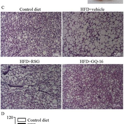 Gq 16 Reduces Brown Adipose Tissue Mass And Adipocyte Diameter A