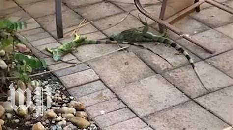 Cold Stunned Iguanas Are Falling From Trees In Florida The