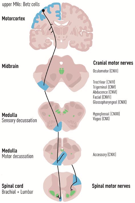 Lower Motor Neuron Location