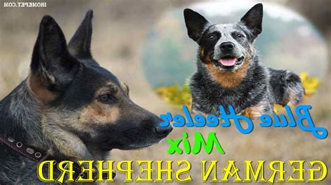 German Shepherd Blue Heeler Mix | PETSIDI