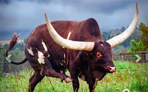 Ramaphosa Cattle All You Need To Know Bizhack Kenya