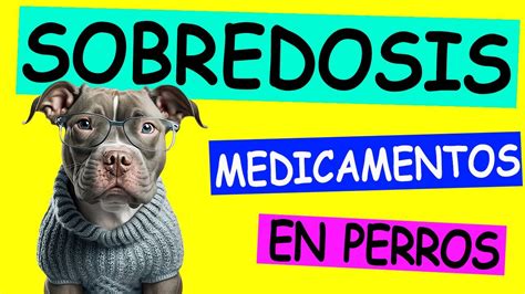 Qu Hacer Si Mi Perro Ingiri Medicamentos Gu A De Primeros Auxilios