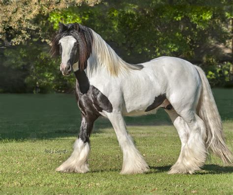 Americas First Gypsy Vanner Horses Gypsy Gold Horse Farm