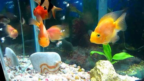 All Freshwater Aquarium Fish Freshwater Fish Stores Near Me