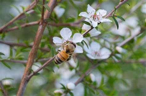 Manuka Flower Stock Photos, Pictures & Royalty-Free Images - iStock