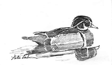 Wood Duck Sketch at PaintingValley.com | Explore collection of Wood ...