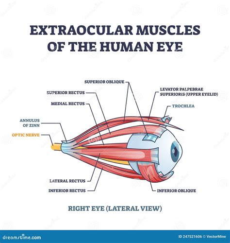 Extraocular Muscles Of Human Eye With Muscular Anatomy Outline Diagram