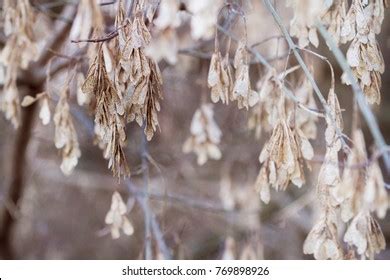 Box Elder Tree Seeds Hang Branches Stock Photo 769898926 | Shutterstock