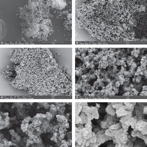 Sem Micrographs For C Pmmamel2 At Different Magnifications Download Scientific Diagram