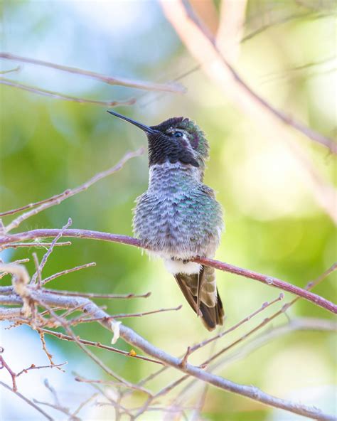 Close-Up Photography of Hummingbird · Free Stock Photo