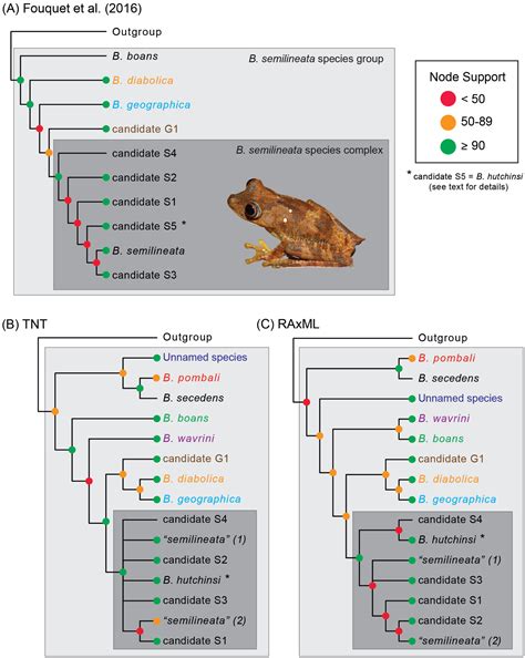 Phylogeny Of Map Tree Frogs Boana Semilineata Species Group With A