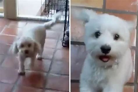 Felice Herrig Naked Moment Ufc Star Drops Towel At Weigh In Daily Star