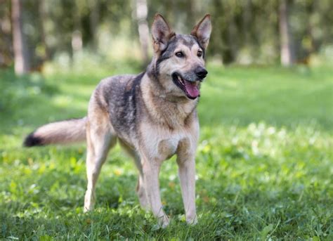 Gerberian Shepsky Dog Breed Health And Care Petmd