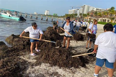 Recalan Cerca De Toneladas De Sargazo En La Costa De Isla Mujeres