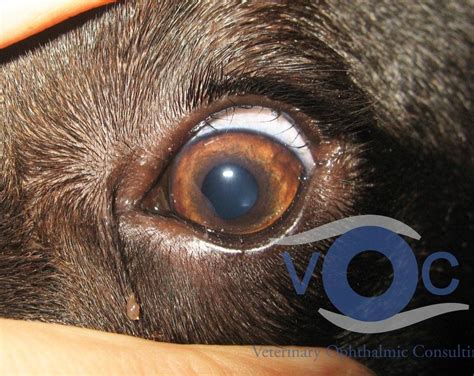 Distichiasis - Veterinary Ophthalmic Consulting