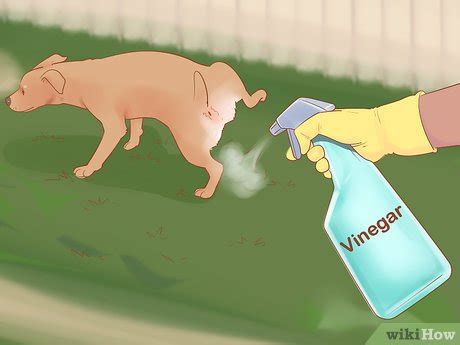 Как не подпускать собак к вашему газону - wikiHow