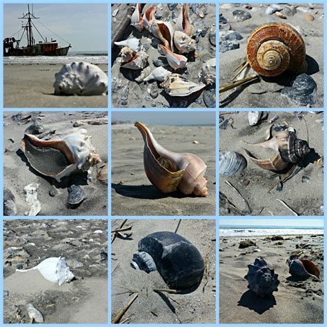 Shelling On The Eastern Shore Of Virginiai Love Seashells