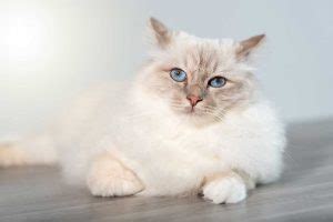 Sacr De Birmanie Origine Caract Re Sant Et Conseils Race De Chat