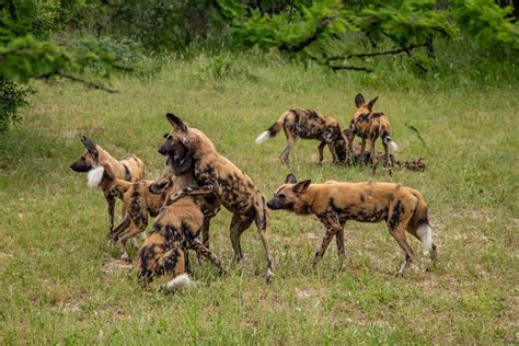 30 African Wild Dog Facts You Cannot Miss - Facts.net