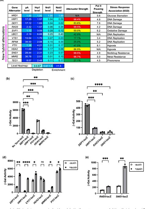 PDF RNA Polymerase II Transcription Attenuation At The Yeast DNA