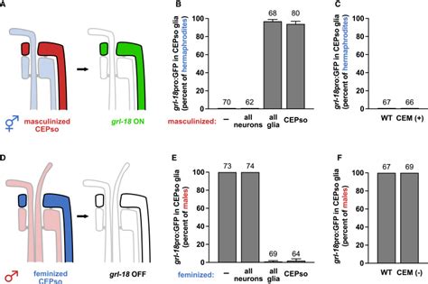 A Sex Specific Switch In A Single Glial Cell Patterns The Apical Extracellular Matrix Current