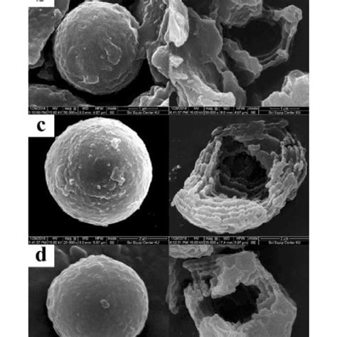 Scanning Electron Micrographs Of Brown And Black Rice Before And After