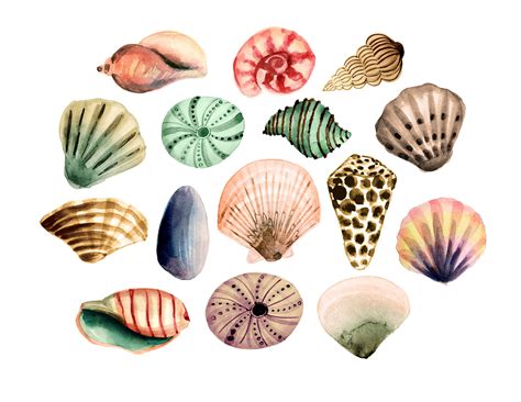 Seashell clipart beach clipart sea clipartsummer clipart | Etsy