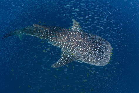 Whale Sharks The Iconic Species Of Mafia Island Tanzania WWF