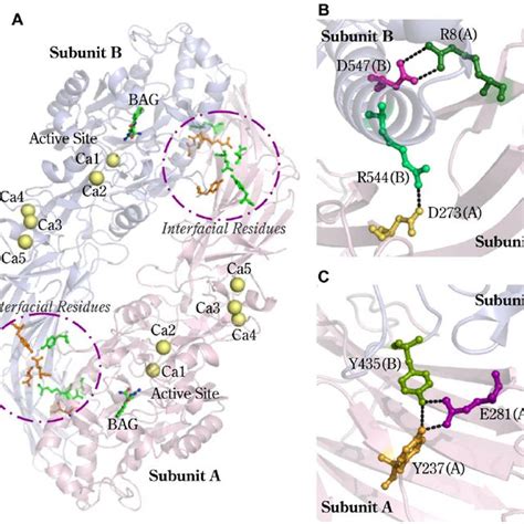 Homodimeric Pad And Residues Located At The Dimer Interface Homodimer