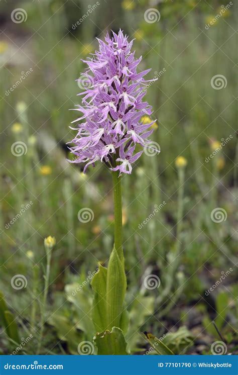 Naked Man Orchid Stock Photo Image Of Nature Orchidaceae
