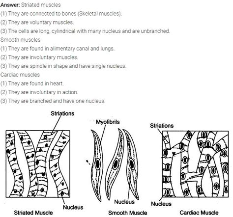 NCERT Solutions For Class 9 Science Chapter 6 Tissues