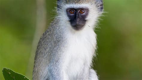 What Monkey Has A Red Butt Or Bottom? 7 Species - Oxford Pets