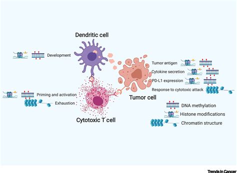 Cancer Epigenetics Tumor Immunity And Immunotherapy Trends In Cancer