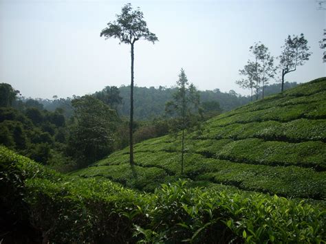 Dscn2318 Tea Gardens On The Slopes Of Wayanad Rejoyce Jose Flickr