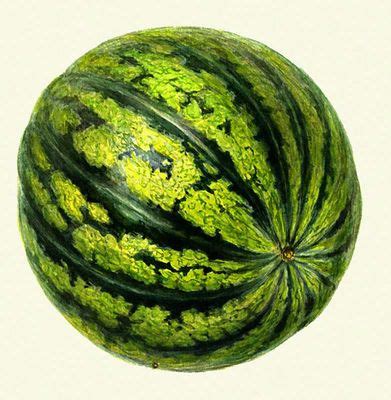 Можно ли считать арбуз калорийным продуктом? Покупаю его всегда весом ...