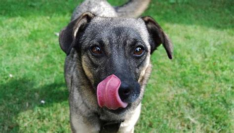 Cachorro Pode Comer Tempero Descubra Aqui Petz