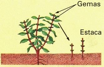 Como Fazer Mudas Por Estaquia Blog Da Plantei