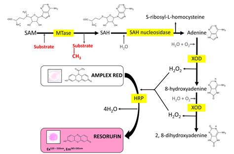 Figure 1 From Hydrogen Peroxide Based Fluorometric Assay For Real Time