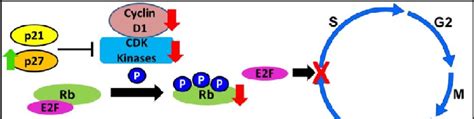 Model For Lunasin Inhibition Of Cell Cycle Progression Red And Green