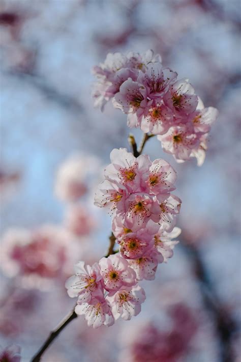 571 Wallpaper Hd Bunga Sakura Images & Pictures - MyWeb