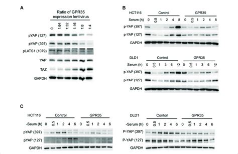 Gpr Expression Moderated Yap Taz Phosphorylation A Western Blot