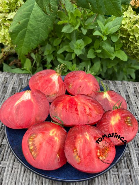 Синяя груша – Tomatinсa.ru