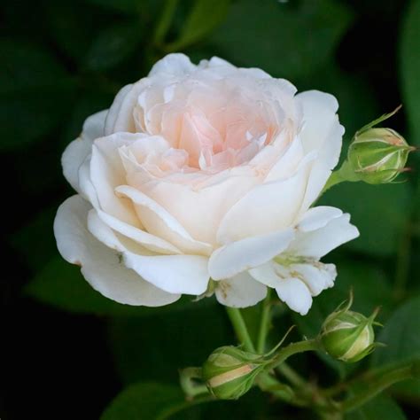 'Pear™' Culinary Shrub Rose – Roots Plants