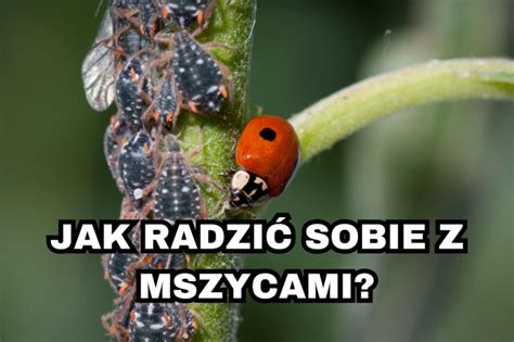 Jak radzić sobie z mszycami i mączlikami Siła w naturze