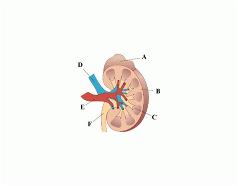 Kidney Labeling!! :) Quiz