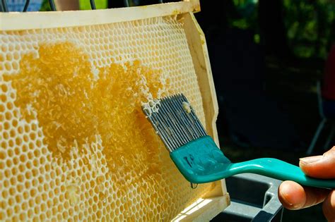 The Rising Popularity of Synthetic Beeswax in Skincare