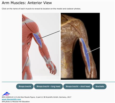 Mcgraw Hill Anatomy And Physiology Quiz - Anatomical Charts & Posters