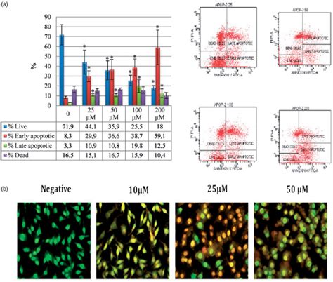 Induction Of Apoptosis In Hela Cells By Sulphonamide 1 A The