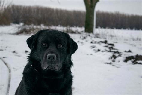 Labrador retriever breed - DogSmith Purebreds