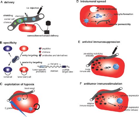 Strategies To Improve Efficacy Of Virus Therapies Several Clinical